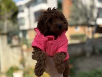 TOY POODLE ORJİNAL BEBEKLER SAKARYA