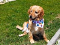 Acil - golden retriever