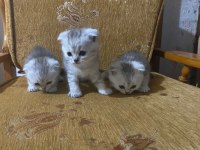 29 Nisan Doğumlu Scottish Fold Bebekler