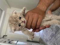 1,5 Aylık Dişi Scottish Fold Sahiplendirilecektir