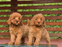 Poodle Çiftliğinden Red Brown Toy Poodle Bebeklerimiz