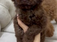 Orjinal toy poodle çikolata özel renk