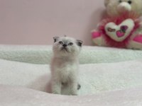 Scottish Fold Yavrumuz Tuvalet Egıtımlı