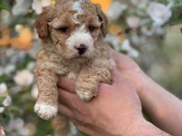 Mükemmel Kalite Maltipoo Yavrular İçin Geç Kalmayın