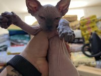 Sphynx (Sfenks) Kedisi