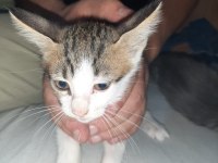 2 erkek 1 kız tekir kedi