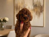 Toy Poodle Yavrularım Orijinal