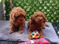 Sevgi Dolu Toy Poodle Yavrularımız