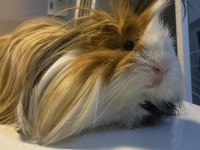 Ücretsiz Guinea Pig