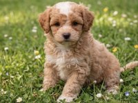 Korekan toy poodle bebeklerimiz