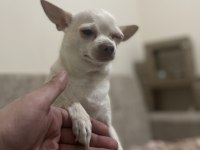 4 yaşında dost canlısı Şivava