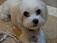 Coco Maltese 4 yaşında dişi kısır
