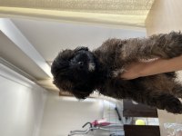 Tibetan Terrier Toy poodle kırması 45 günlük yavrular