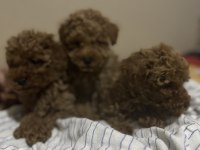 3 dişi ve 1 erkek toy poodle