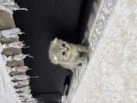 Erkek scottish fold kırık kulak kedimiz 25 günlük
