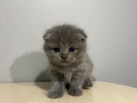 1 aylık scottish fold kedi yavrusu