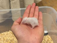 Yavru Golden Hamster