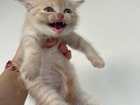 Scottish Fold Golden Yavru