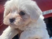 Maltese Terrier Yavrular Irk Sağlık Garantili