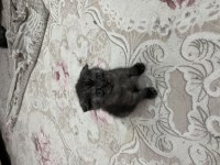 Scottish fold kediler