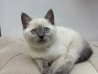 Son british shorthair yavru
