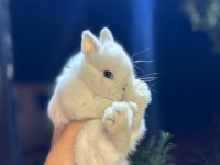 HOLLANDA LOP TAVŞANLAR VE CÜCE YAVRULAR
