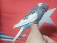 Sağlıklı muhabbet kuşu yavrular