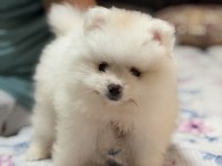 Orijinal pomeranian boo teddy bear teacup