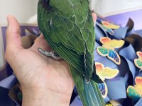 Sezonun son yavrusu bebek alexander papağanı