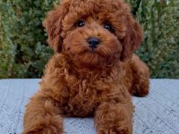Red brown mini poodle bebekler