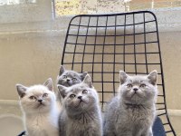 Uyguna sahiplendirilecek erkek yavrularım british shorthair