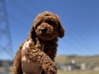 Petmode  köpek çiftliğinde ziyarete açık toy poodle