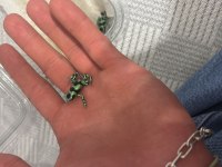 Dart frog ok kurbağası