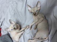 Yavru sphynx