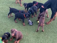 Ev Ortamında Yetiştirilmiş Cane Corso Yavrularımız