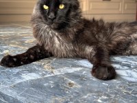 10 haftalık 2 adet dişi maine coon yavru