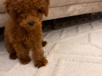 4 aylık toy poodle erkek tüm eşyaları ile verilecektir