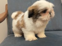 Muhteşem erkek shih tzu yavru