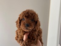 Teacup Toy Poodle