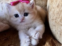 Saf Kan Golden British Shorthair Yavrular (Wcf kayıtlı)