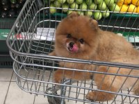 Pomeranian Boo Yavrularımız