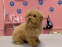 Maltipoo Yavrular