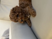 ERKEK YAVRU POODLE