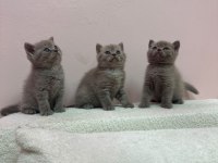 KOCA KAFA YAVRU KEDİLER AA KALITE SAFKANDIR