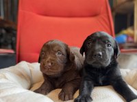 Asil rehber köpek labrador