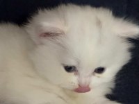 British shorthair yavru