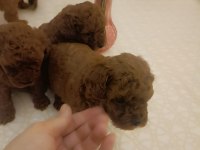 Safkan Red Brown Toy Kore Poodle Yavrular - Üst Kalite