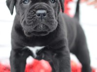TANK GİBİ CANE CORSO YAVRULARI