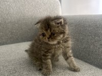 Scottish Fold 2 Aylık Dişi