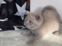 SAFKAN BRİTİSH CHOCOLATTE FAWN BEBİŞLERİMİZ